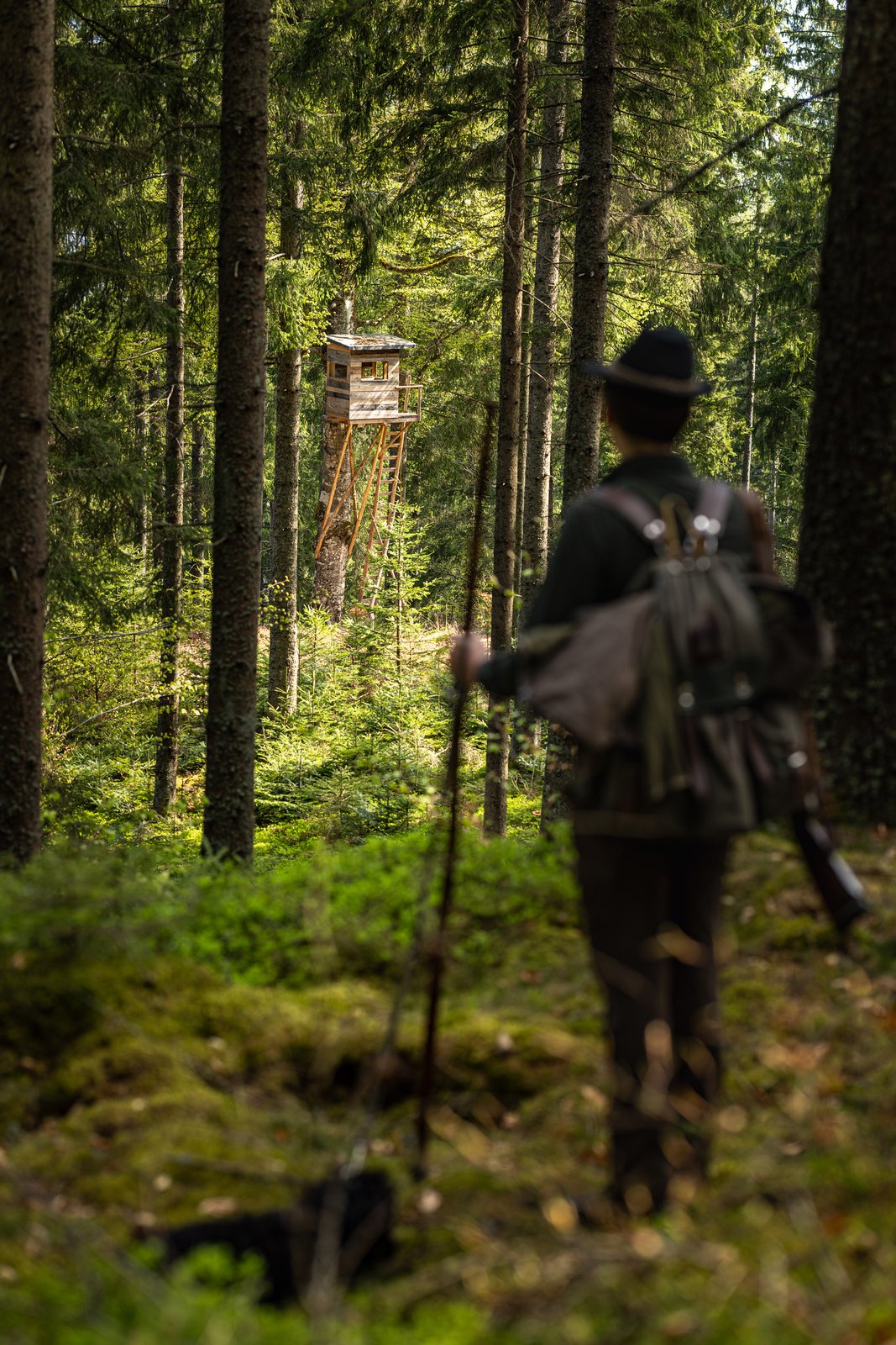 Jagd im Wald – Jagdschule Grafschafter